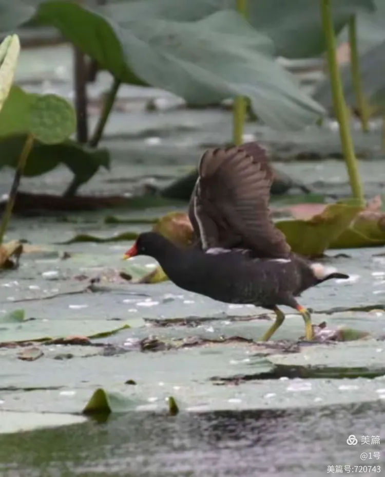 滨河公园里的红头水鸡